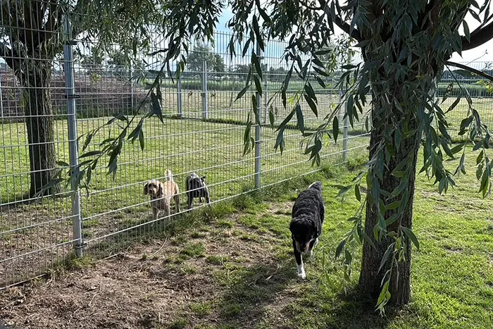 Dagopvang Wonderland hondenopvang