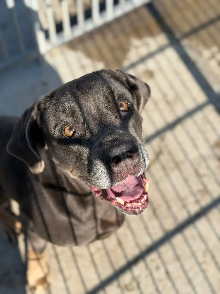 Veelgestelde vragen - Hondenpension Wonderland hondenopvang