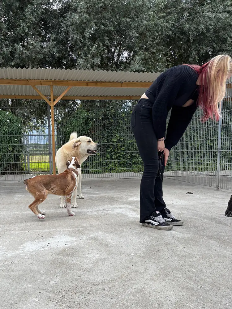Honden trimmen - Wonderland Hondenopvang