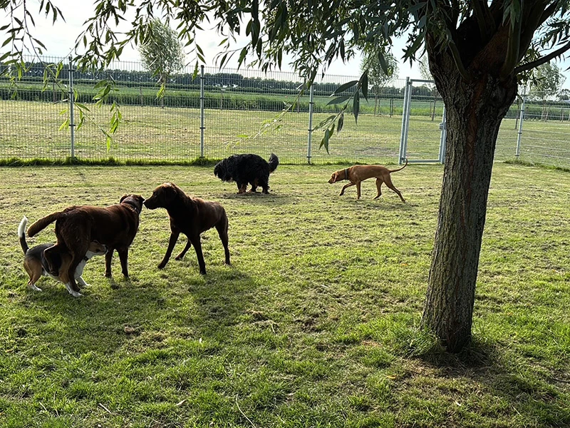 Wonderland hondenopvang