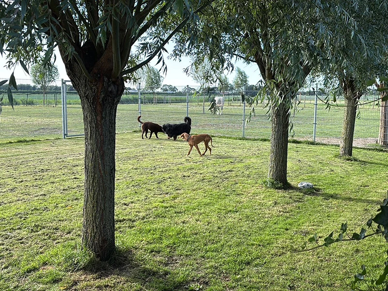 Wonderland hondenopvang