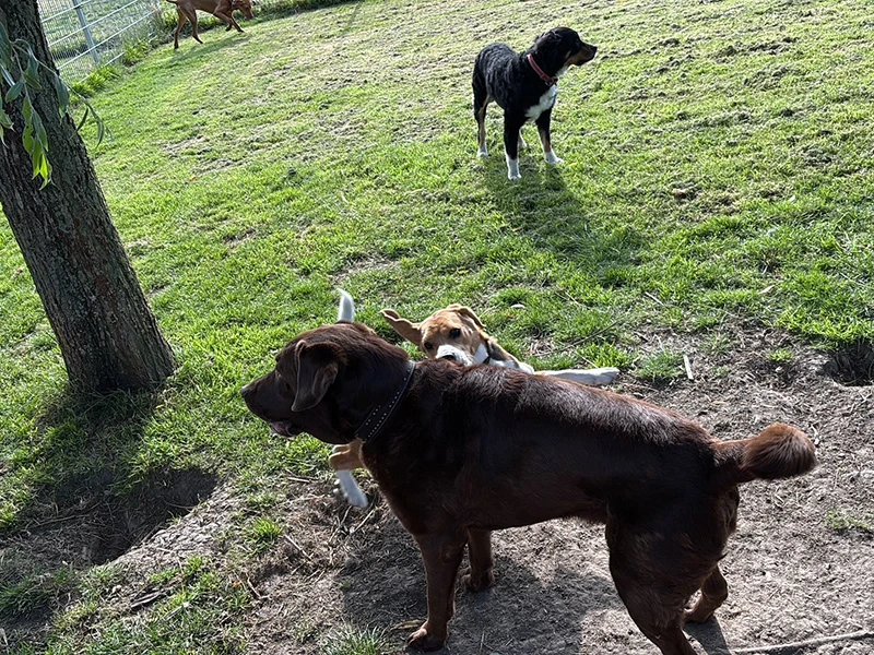 Wonderland hondenopvang