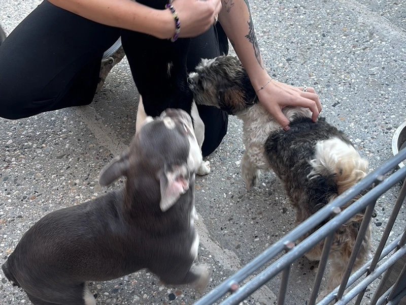 Wonderland hondenopvang