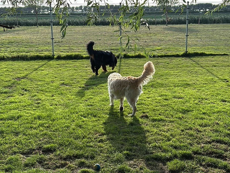 Wonderland hondenopvang