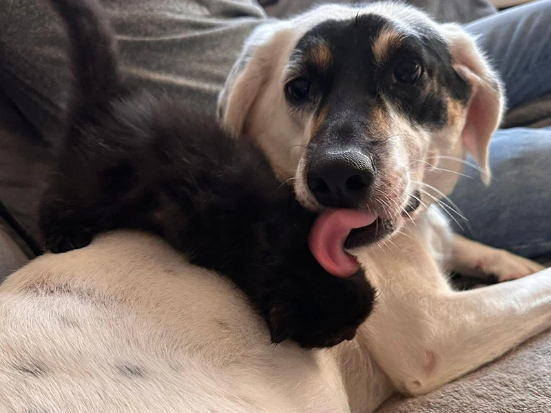 Wonderland hondenopvang